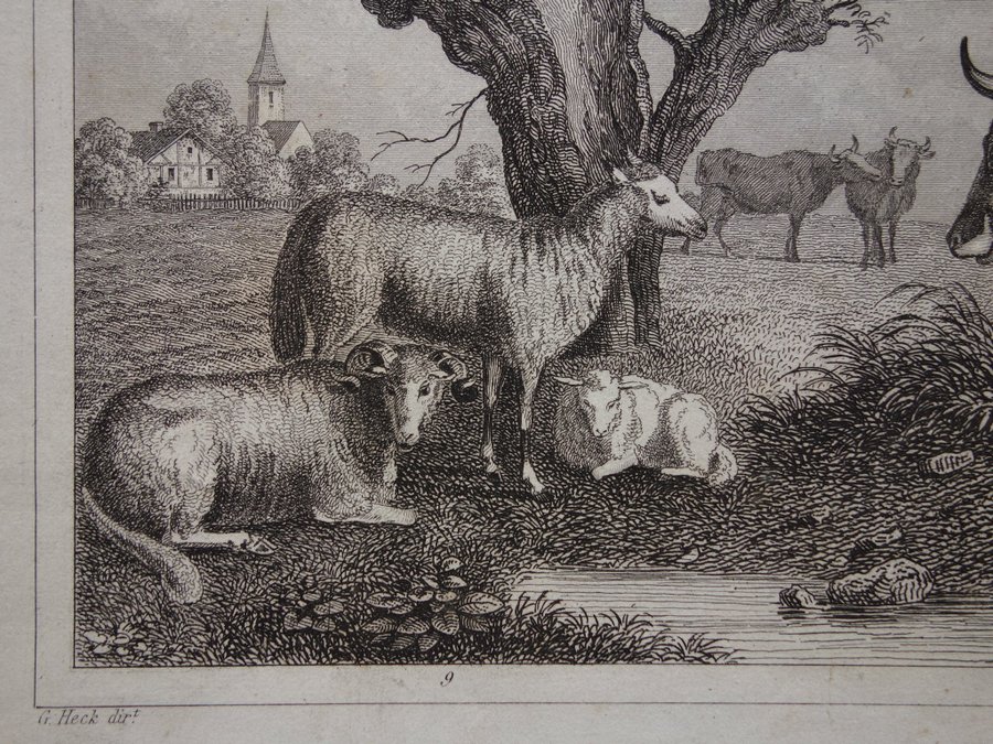 Vintage antika tryck om kor och rådjur gammal affisch print ko