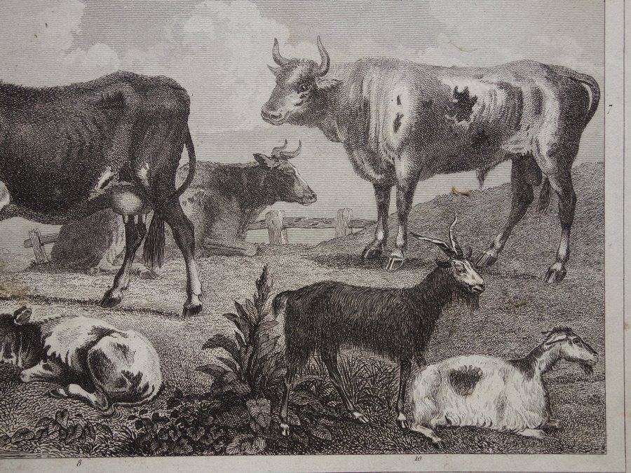 Vintage antika tryck om kor och rådjur gammal affisch print ko