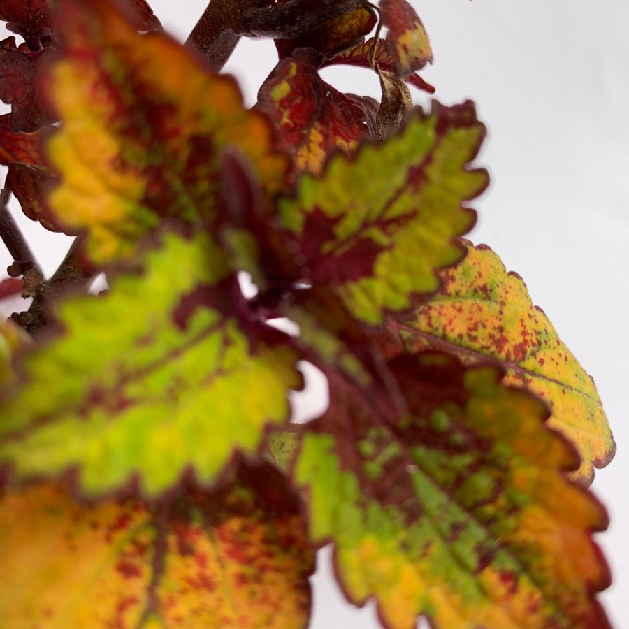 EN FIN STICKLING AV PALETTBLAD ” HONEY CRISP ” Coleus