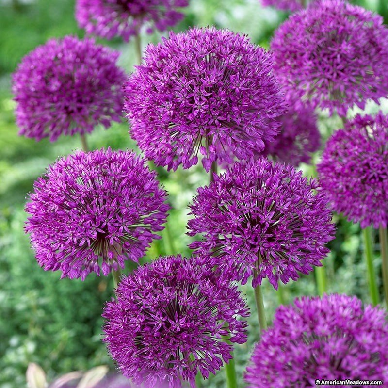 Allium ''Purple Sensation''50 frön