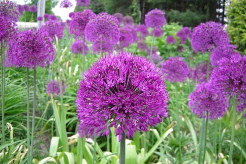 Allium ''Purple Sensation''50 frön
