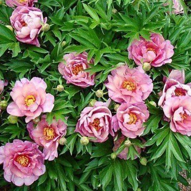 Keiko Pink Double Dandy (ITOH) Pion Stor Knöl Rosa Gul