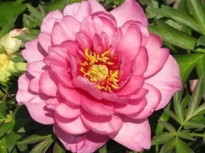 Keiko Pink Double Dandy (ITOH) Pion Stor Knöl Rosa Gul