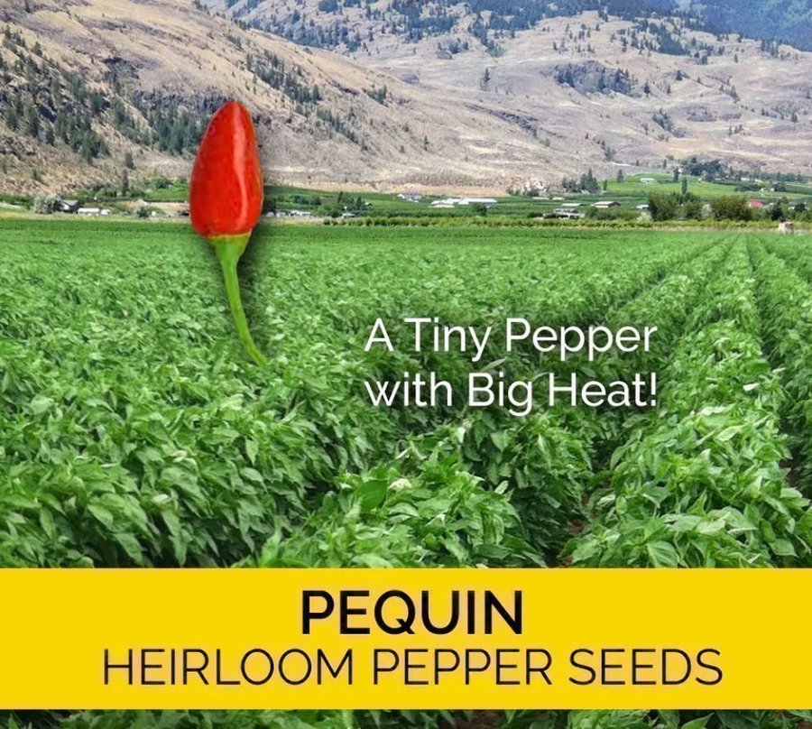 Texas Pequin Pepper (Chili) - 5 frön