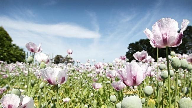 Vit/lila Tasmansk Opiums Vallmo - Papaver Somniferum L - 20 - 25 frön