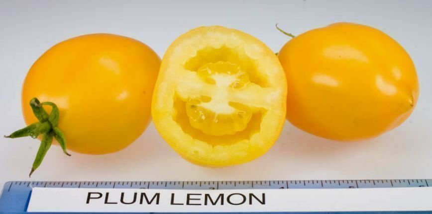 Plum Lemon-tomat - gul tomat - 4 frön