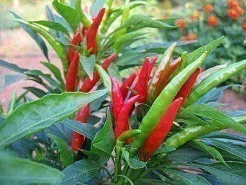 Thai Hot Pepper - Chili - 6 frön