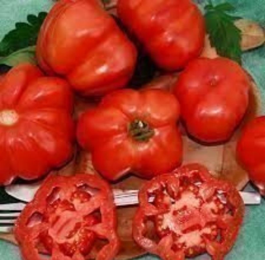 Montserrat Katalansk Gourmet Tomat - 4 frön