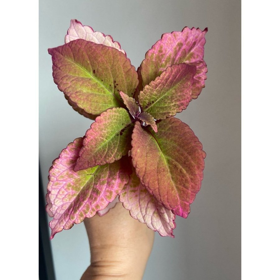 Palettblad/Coleus HONEY CRISP