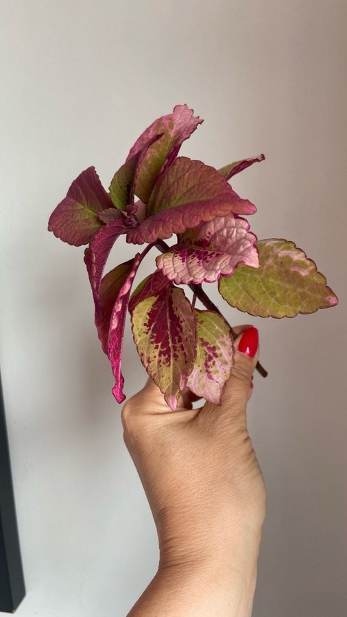 Palettblad/Coleus HONEY CRISP