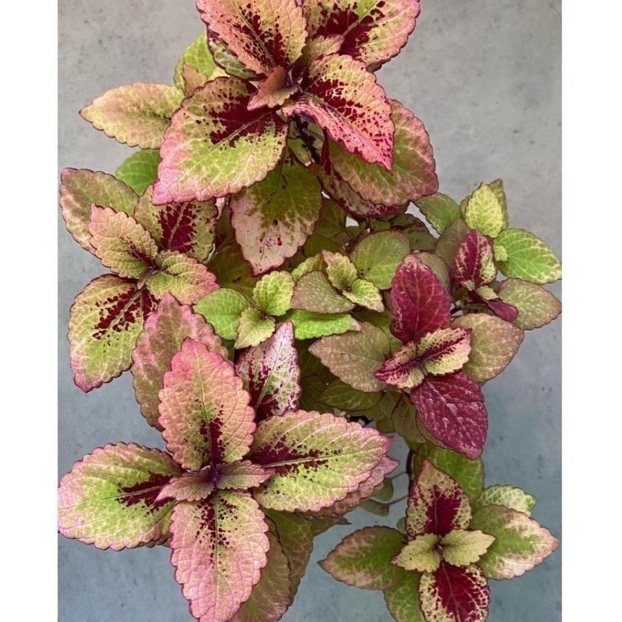 Palettblad/Coleus HONEY CRISP