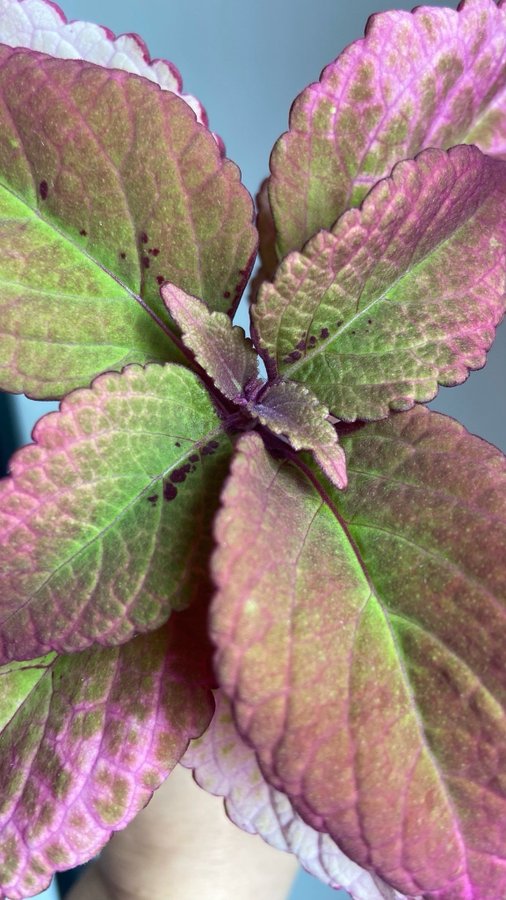 Palettblad/Coleus HONEY CRISP