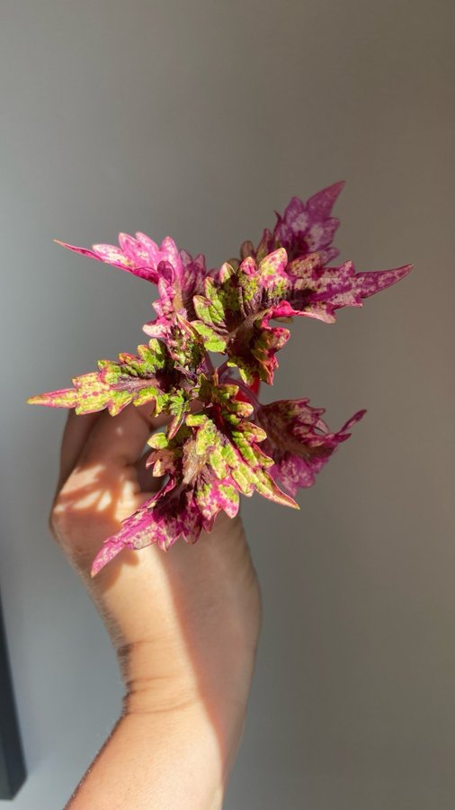 Palettblad/Coleus UTS BARRACUDA