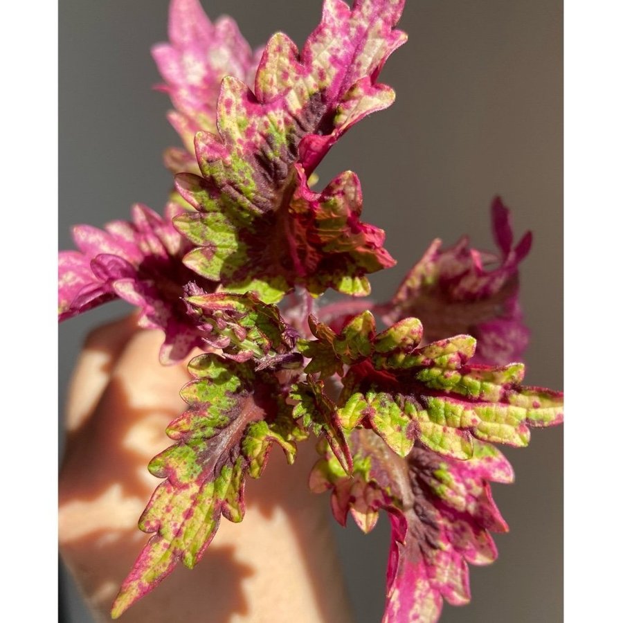 Palettblad/Coleus UTS BARRACUDA