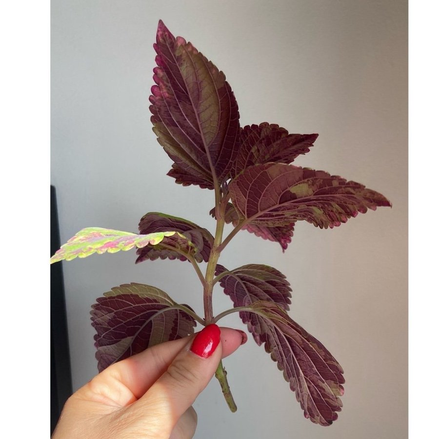 Palettblad/Coleus NN