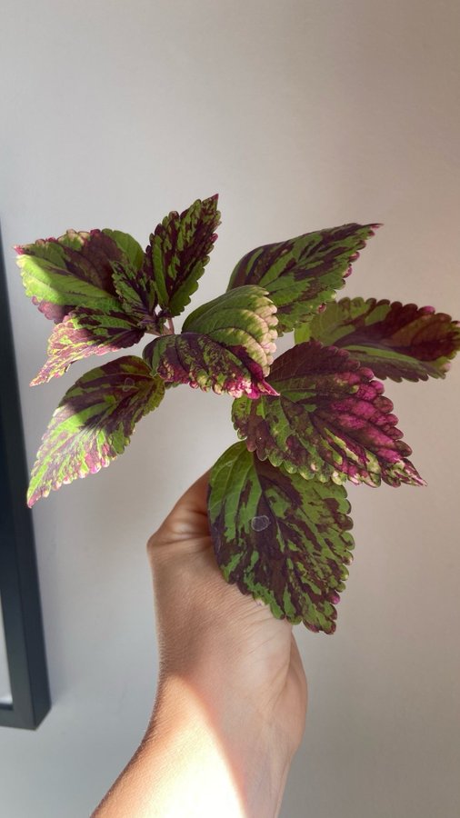 Palettblad/Coleus NN