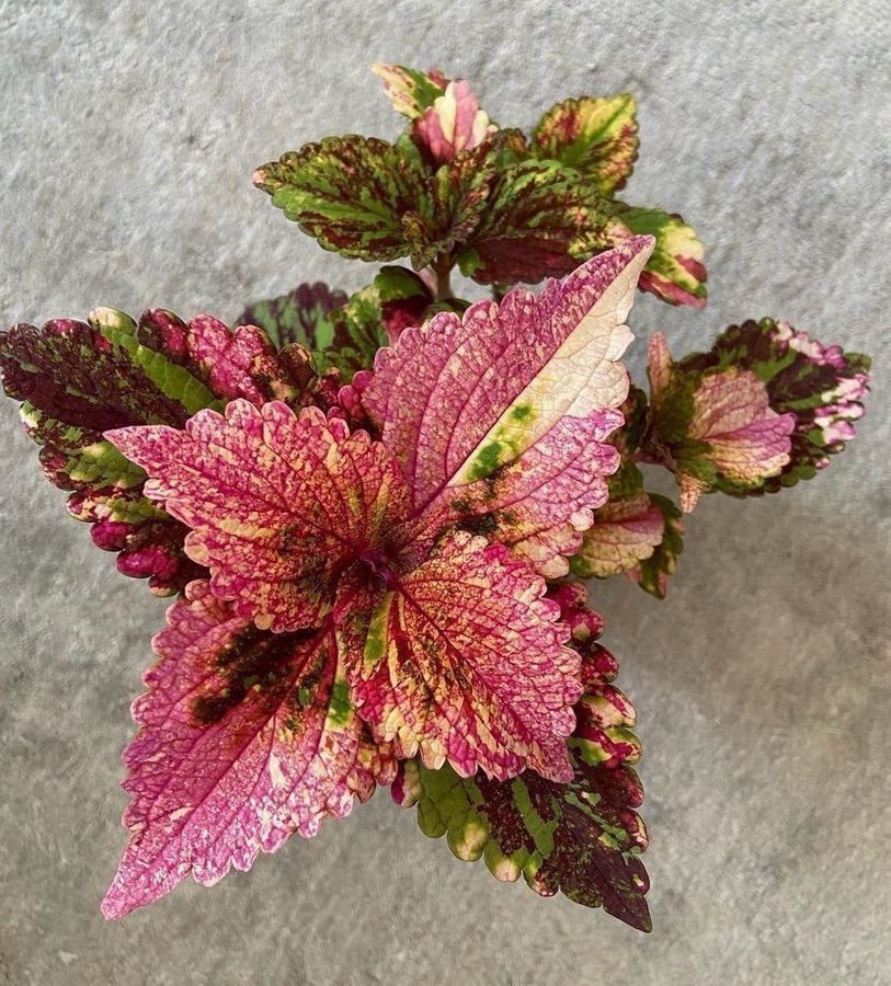 Palettblad/Coleus NN