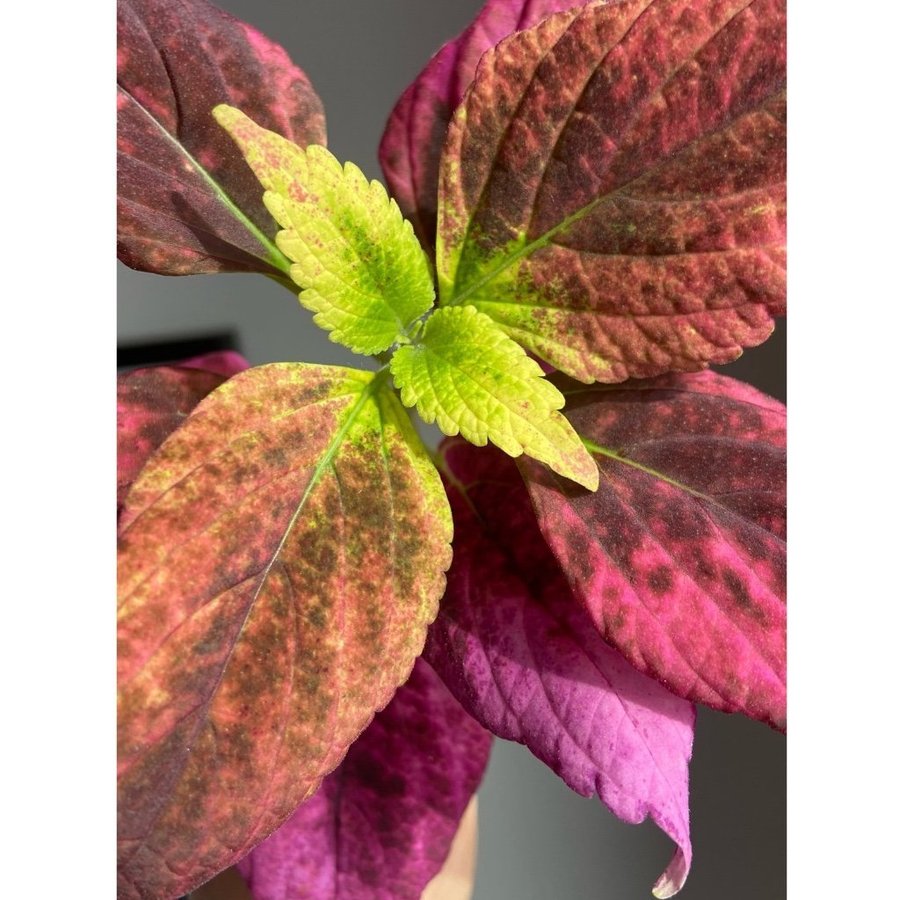 Palettblad/Coleus ALABAMA SUNSET SPORT