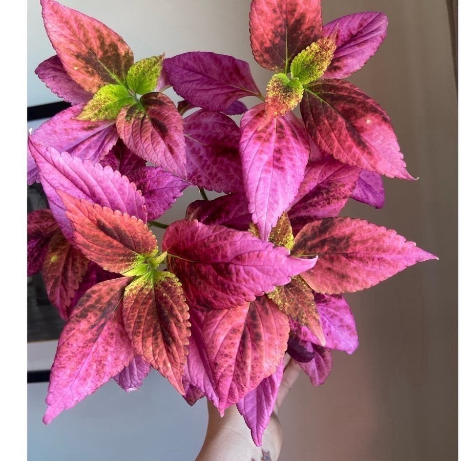 Palettblad/Coleus ALABAMA SUNSET SPORT