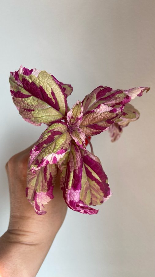 Palettblad/Coleus ANNA