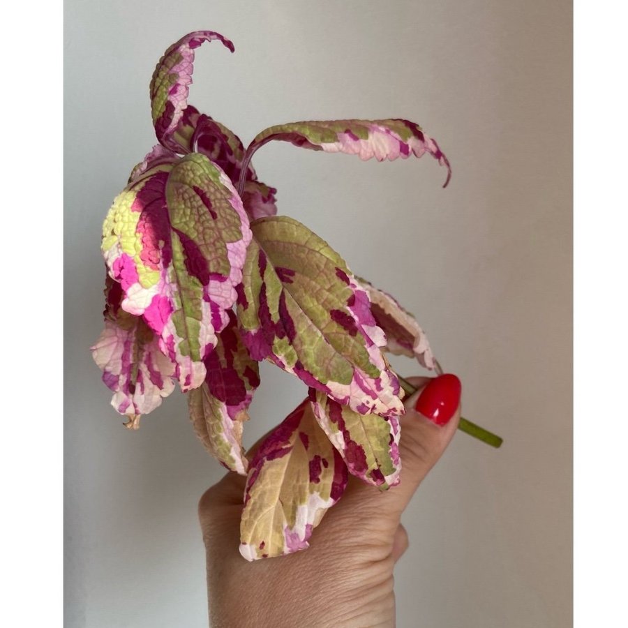 Palettblad/Coleus ANNA