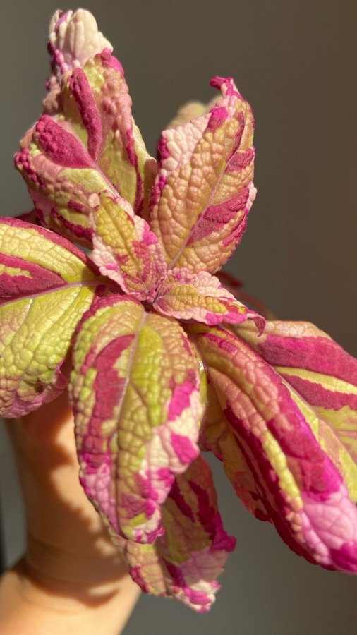 Palettblad/Coleus ANNA