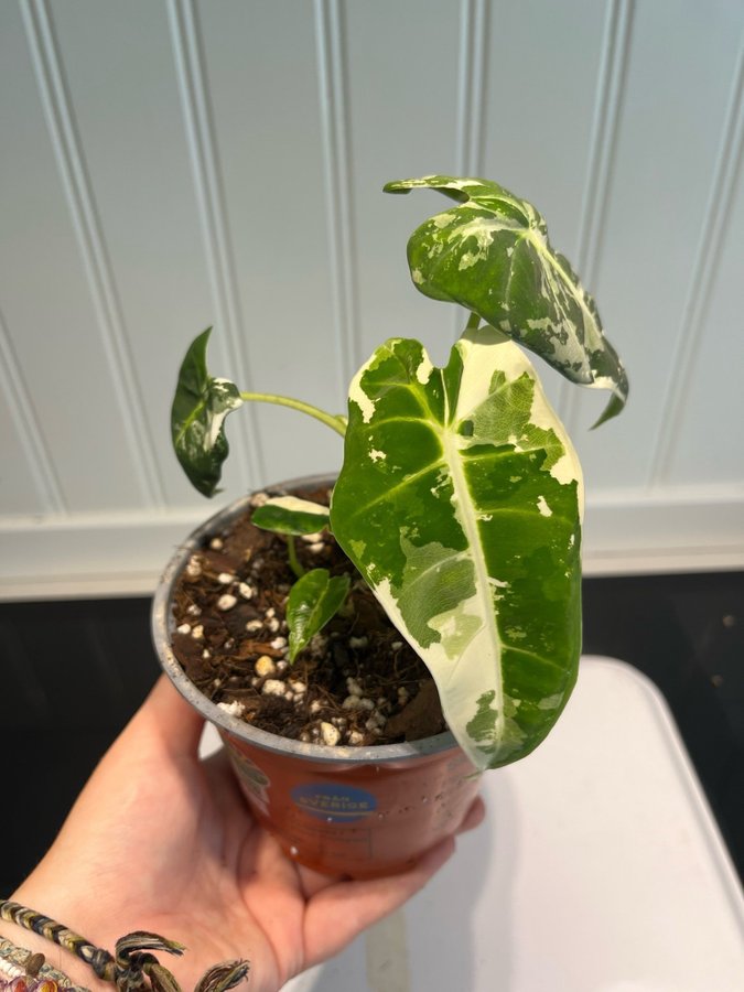 Alocasia Micholitziana ’Frydek’ Variegata