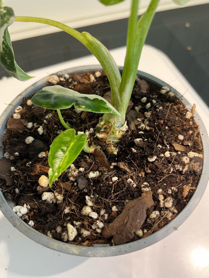 Alocasia Micholitziana ’Frydek’ Variegata