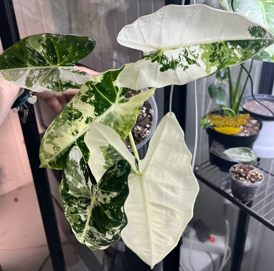 Alocasia Micholitziana ’Frydek’ Variegata