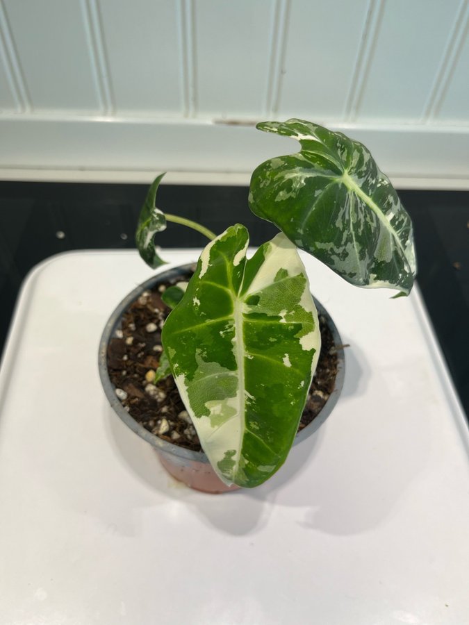 Alocasia Micholitziana ’Frydek’ Variegata