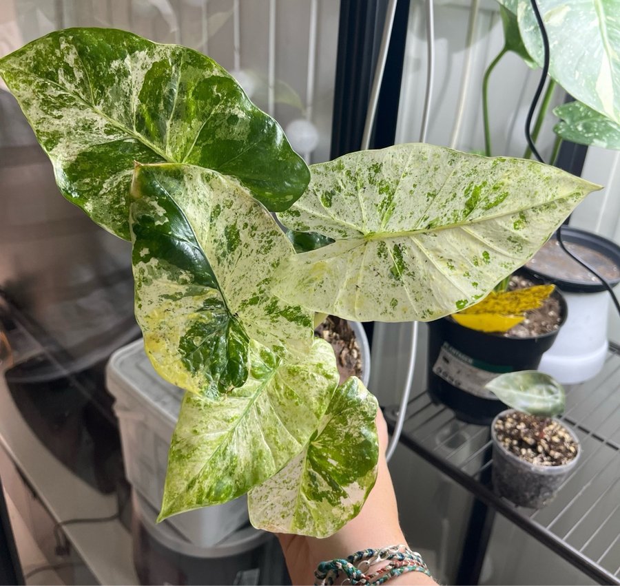 Alocasia Macrorrhiza Splash Variegata