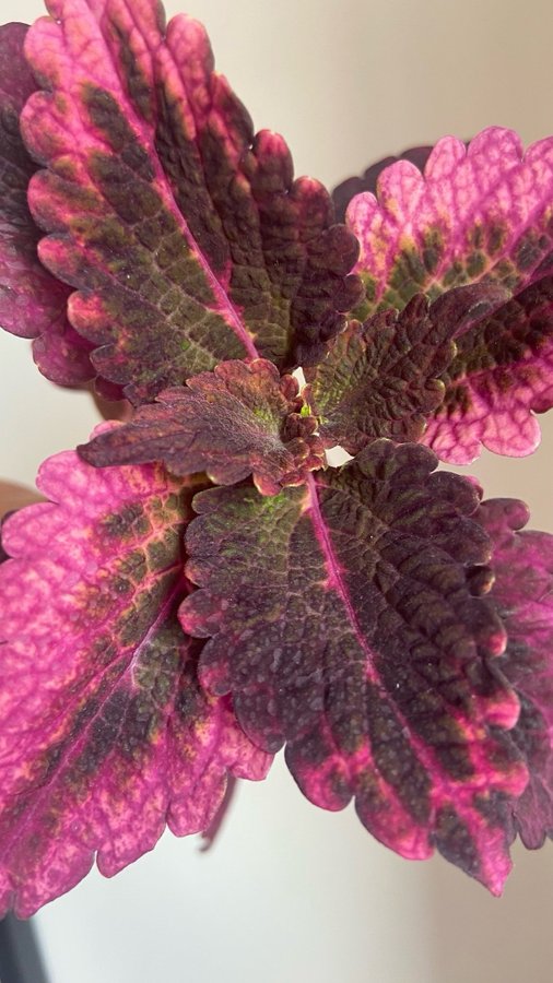 Palettblad/Coleus NN JEA