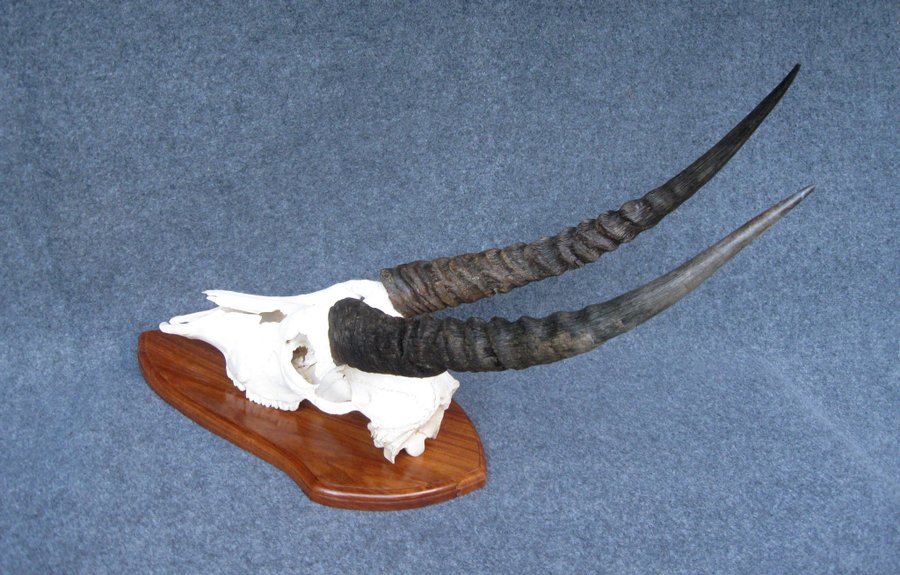 Stort kranium större antilop horn skalle inredning mancave garage tattoo