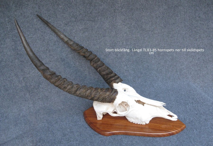 Stort kranium större antilop horn skalle inredning mancave garage tattoo