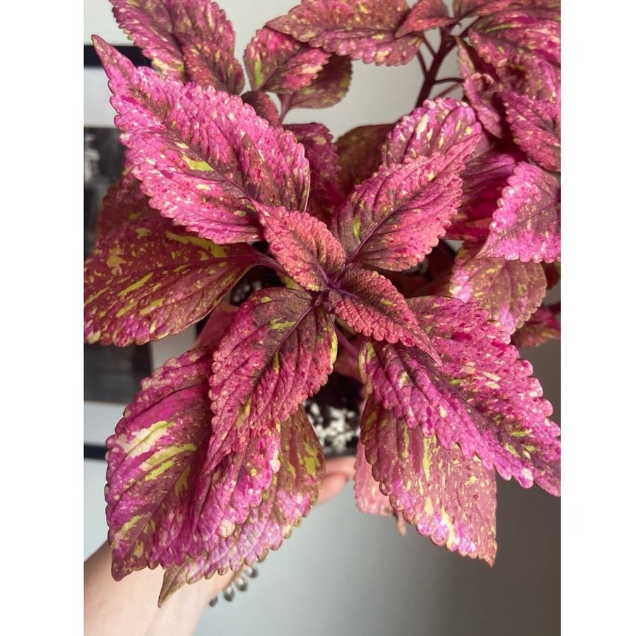 Palettblad/Coleus HANABI