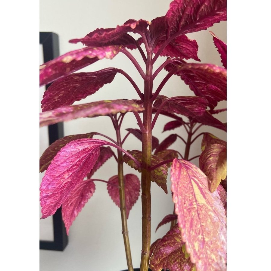 Palettblad/Coleus HANABI