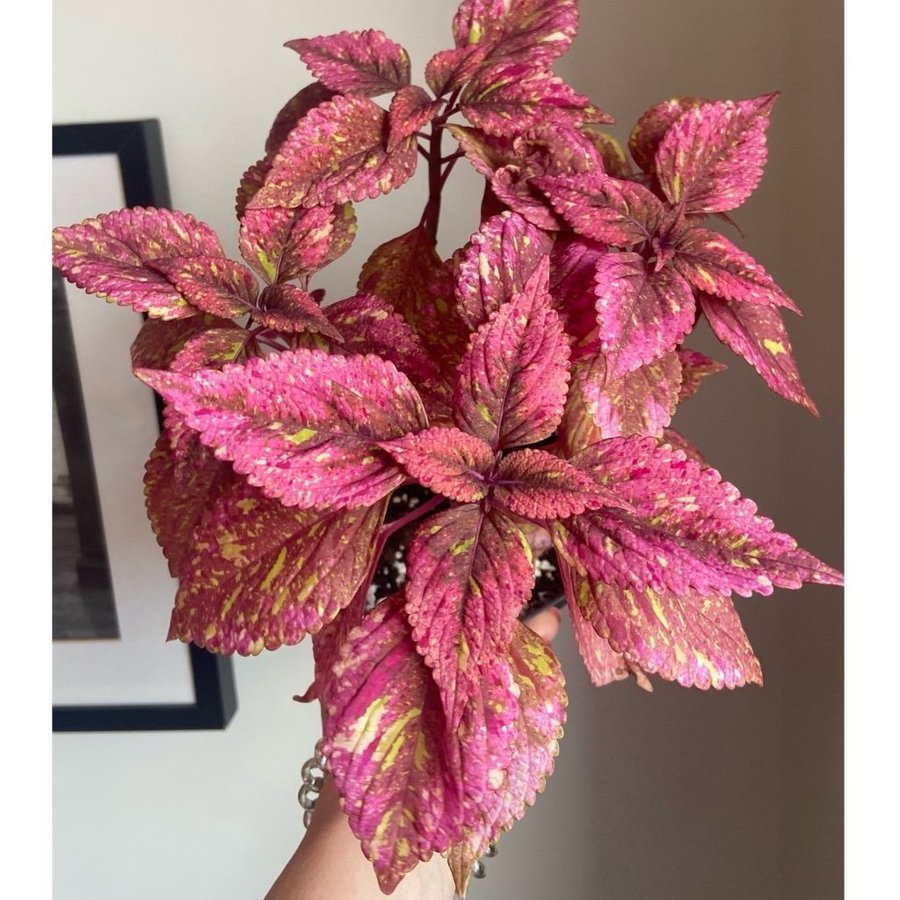 Palettblad/Coleus HANABI