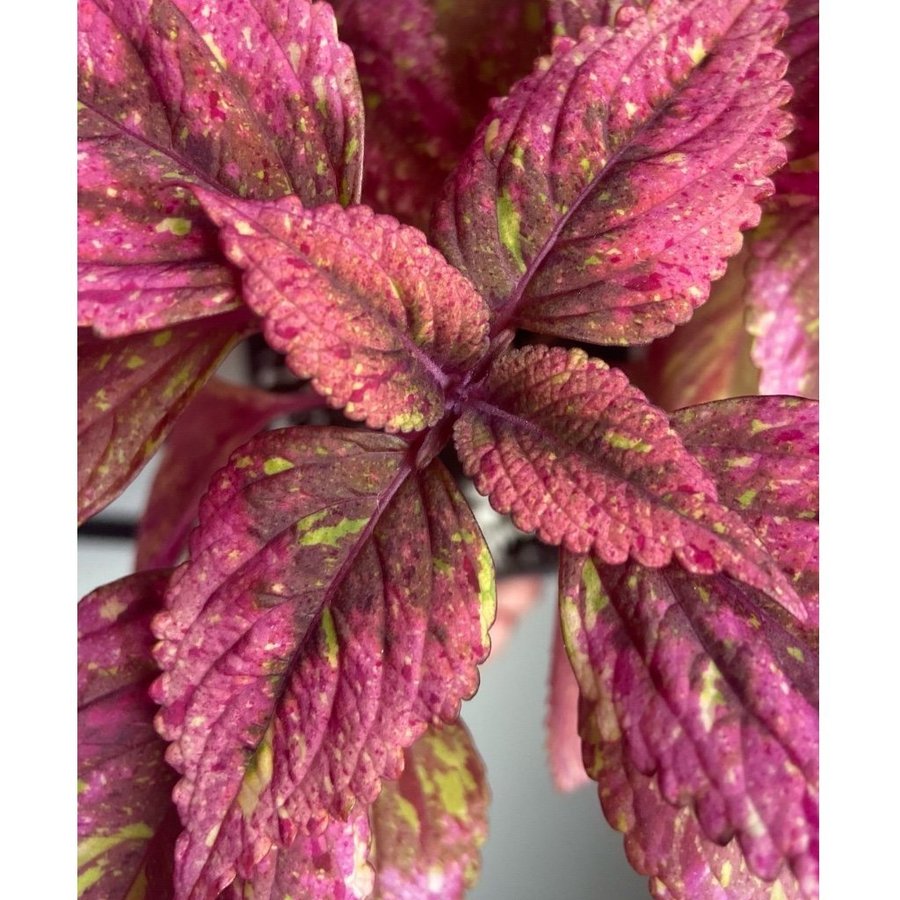 Palettblad/Coleus HANABI