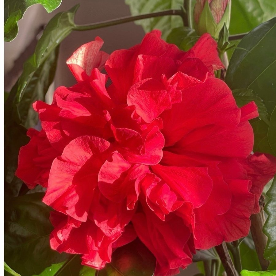 Vacker Hibiskus stora röda blommor knoppar på gång