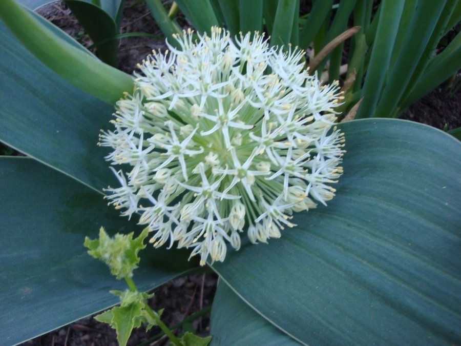 Allium Ivory Queen20 frön