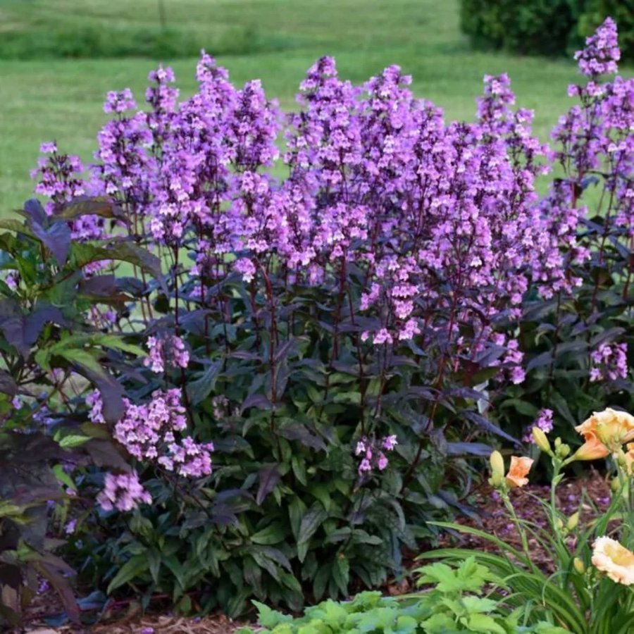 Sällsynt!!! Penstemon 'Midnight Masquerade'