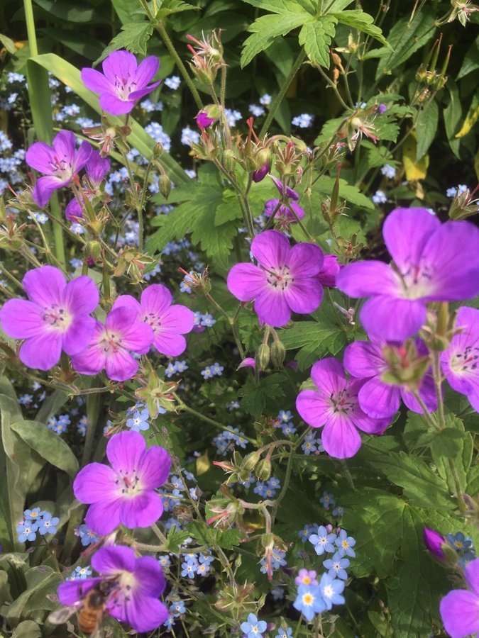 Geranium 2 st Näva Plantor