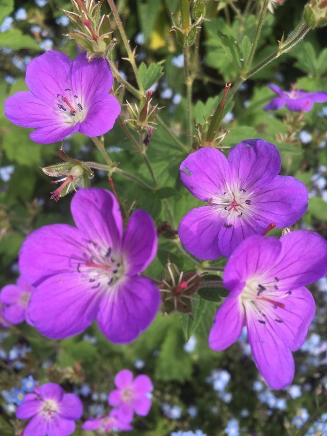 Geranium 2 st Näva Plantor