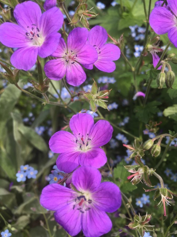 Geranium 2 st Näva Plantor