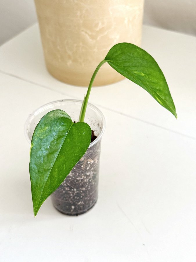 Epipremnum " AUREUM " Liten planta (Gullranka Pothos liknar monstera)