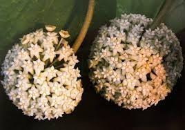 HOYA Macrophylla