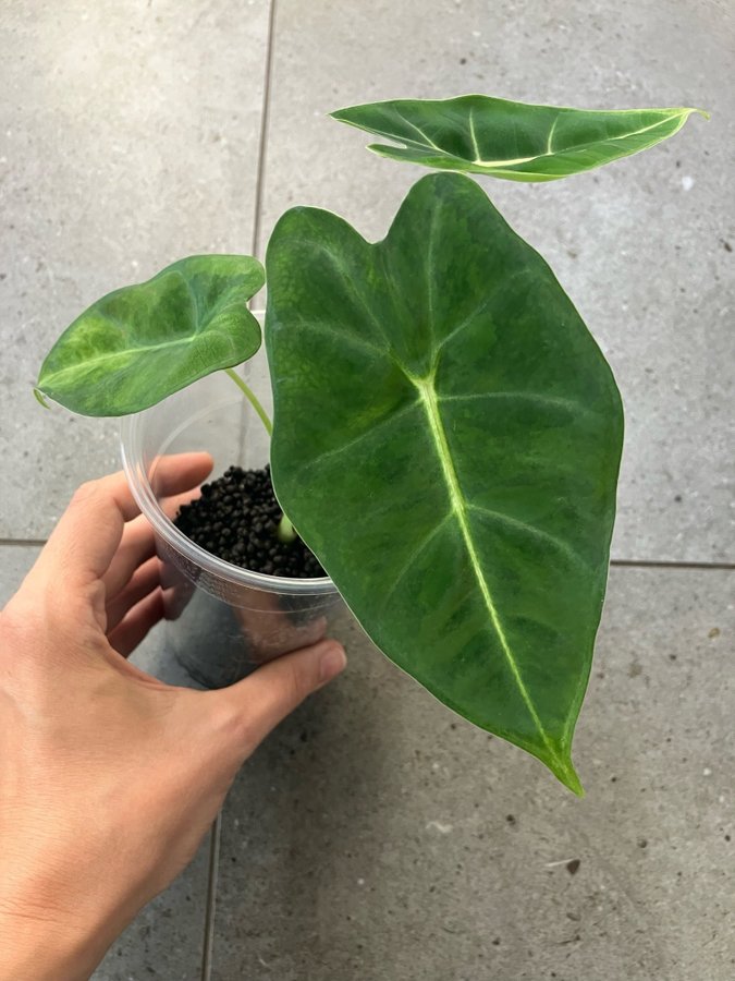 Alocasia Frydek GoG