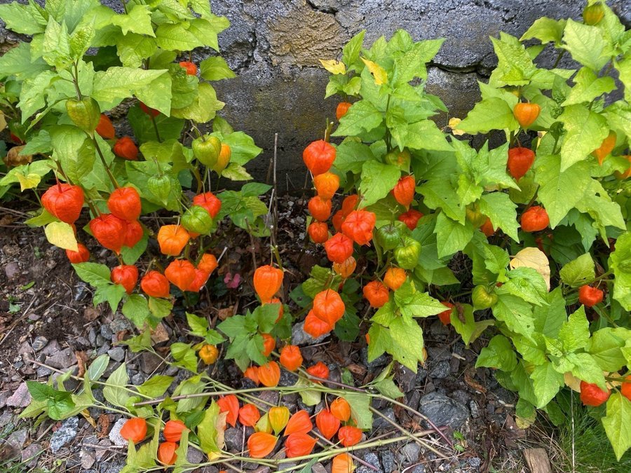 JAPANSK LYKTA ca 80cm rötter=Bild)orange klockor som kan torkas perenn HÖSTFINT