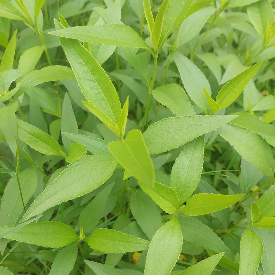 Höstsolros Helianthus pauciflorus 10 plantor