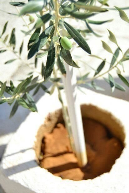 Ryskt olivträd frön
